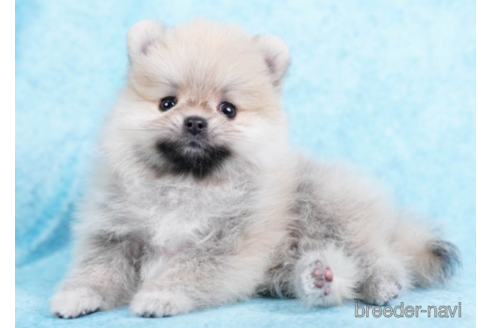 成約済の東京都のポメラニアン-226750の3枚目